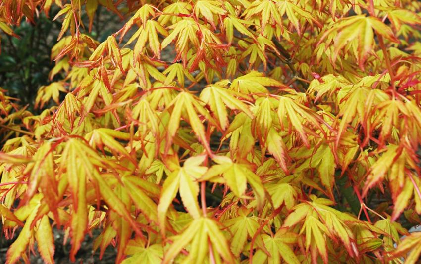 Acer palmatum 'Katsura'